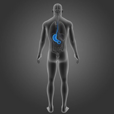 Mide organları arka Manzaralı