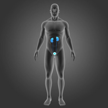 Beden ile üriner sistem 