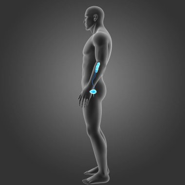 Beden ile üriner sistem 