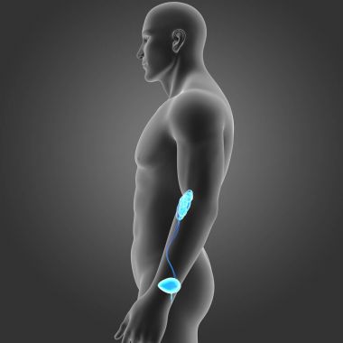 Beden ile üriner sistem 