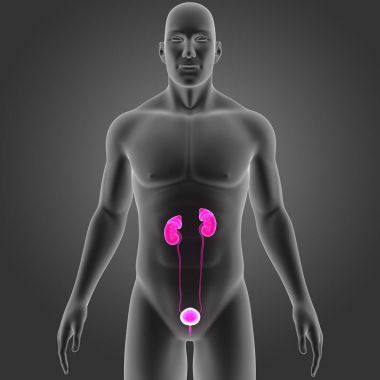 Beden ile üriner sistem 