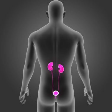 Beden ile üriner sistem