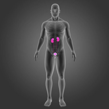 İskelet ile üriner sistem 