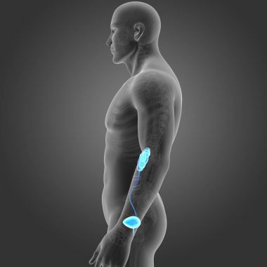 İskelet ile üriner sistem 