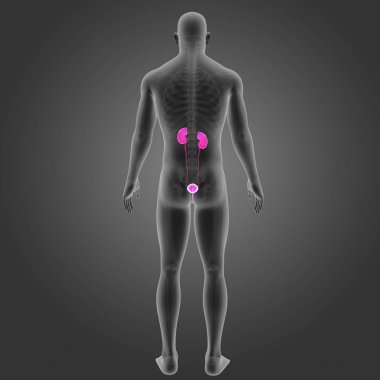 İskelet ile üriner sistem