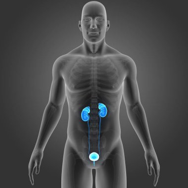 İskelet ile üriner sistem 