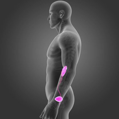 İskelet ile üriner sistem 