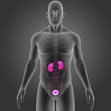 İskelet ile üriner sistem 
