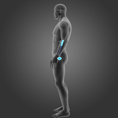 Organları ile üriner sistem