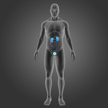 Organları ile üriner sistem 