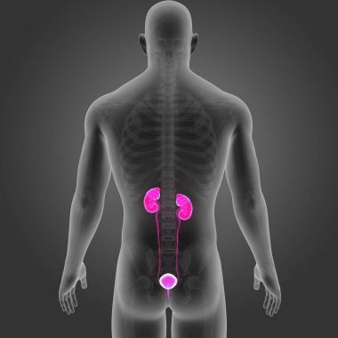 İskelet ile üriner sistem