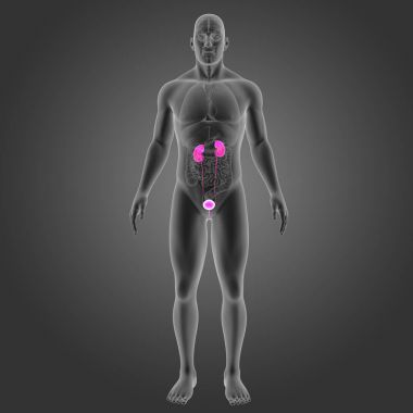 Organları ile üriner sistem 