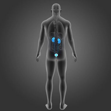 Organları ile üriner sistem 