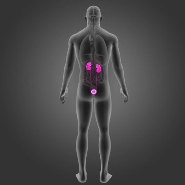 Organları ile üriner sistem 