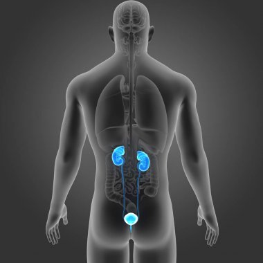 Organları ile üriner sistem 