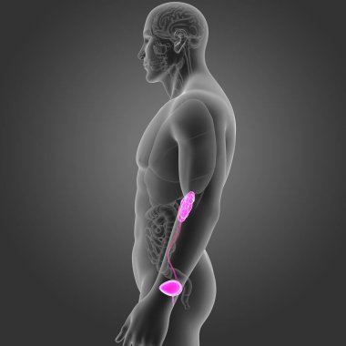 Organları ile üriner sistem