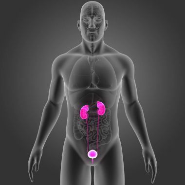 Organları ile üriner sistem 