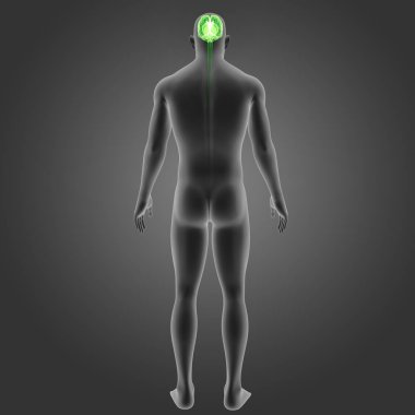 Vücut arka görünümü ile beyin