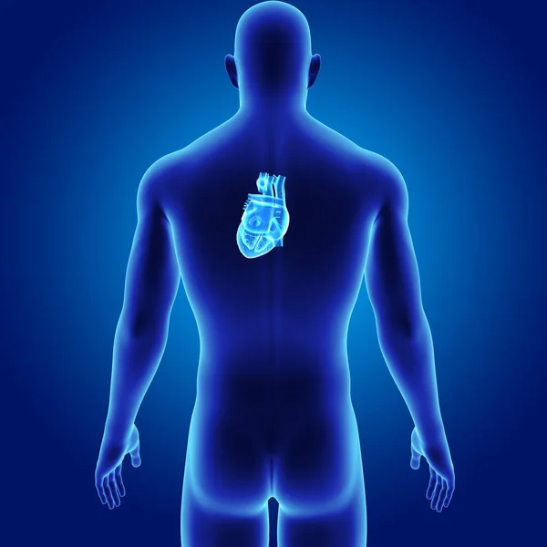 Heart with body posterior view