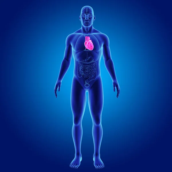 Coração com vista anterior de órgãos — Fotografia de Stock