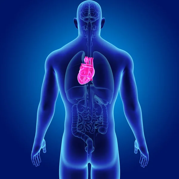 Coração com visão posterior dos órgãos — Fotografia de Stock