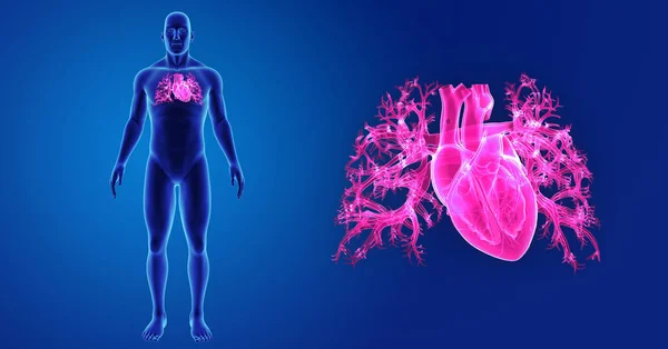 Heart zoom with body — Stock Photo, Image