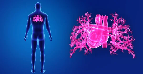 Heart zoom with body — Stock Photo, Image