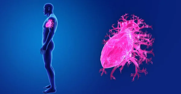 Heart zoom with body — Stock Photo, Image