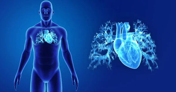 Heart zoom with body — Stock Photo, Image