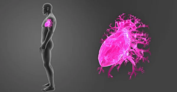 Збільшення серця з тілом — стокове фото