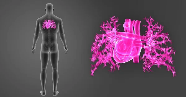 Zoom cardiaco con scheletro — Foto Stock