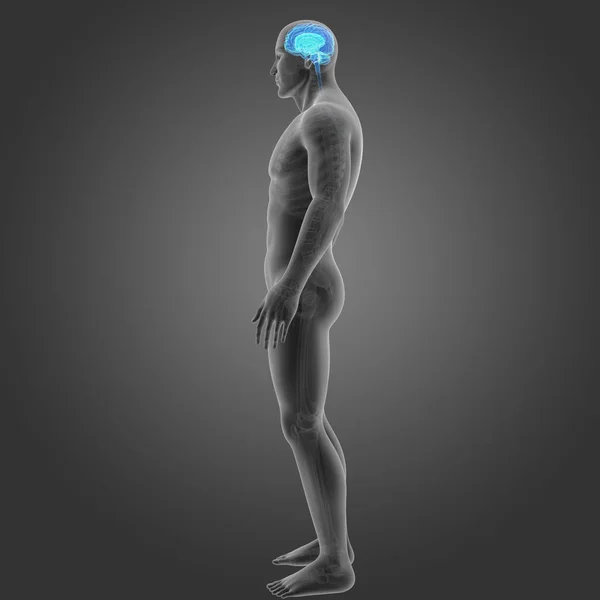 Cérebro com visão lateral esqueleto — Fotografia de Stock