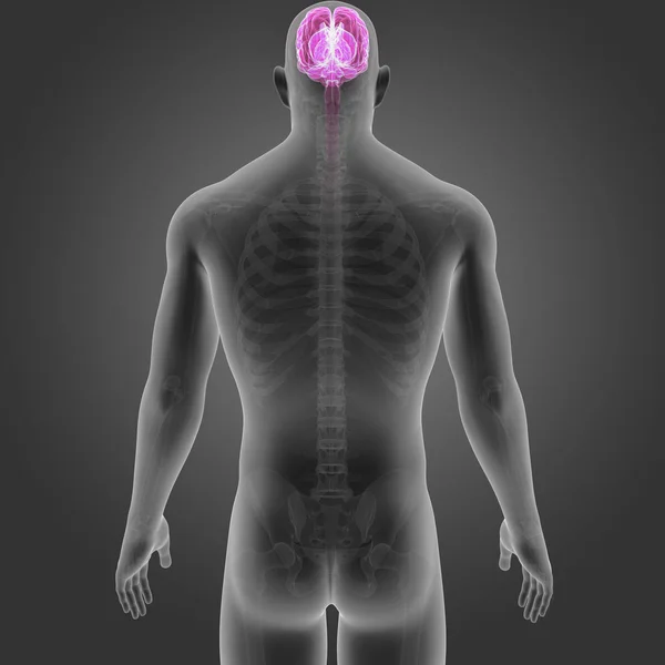 Brain with skeleton posterior view — Stock Photo, Image