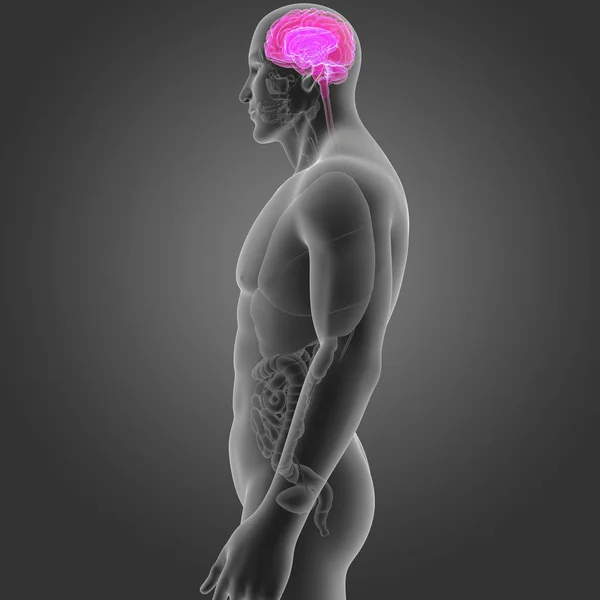 Brain with organs lateral view — Stock Photo, Image