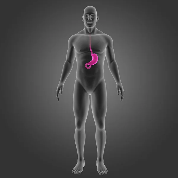 胃和身体前视图 — 图库照片