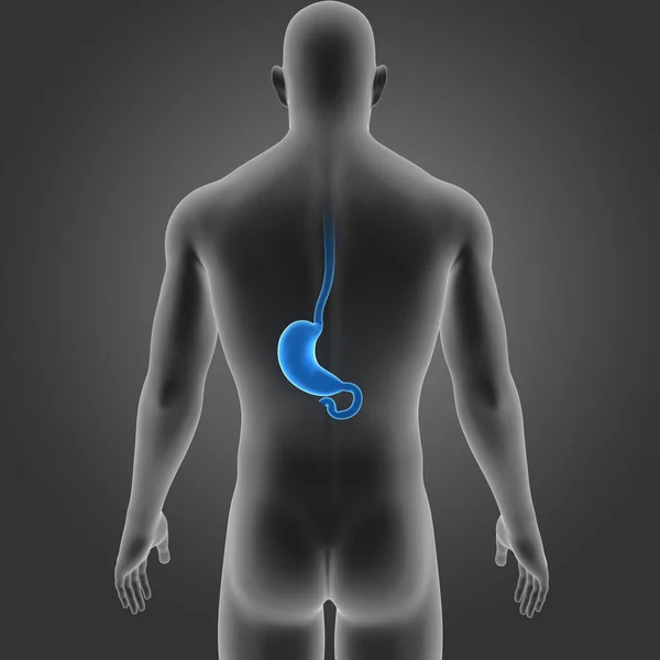 Estómago con vista posterior del cuerpo — Foto de Stock