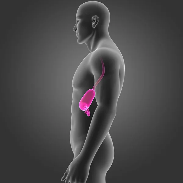 Estômago com vista lateral do corpo — Fotografia de Stock