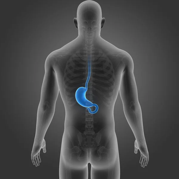 胃和骨架的后视图 — 图库照片