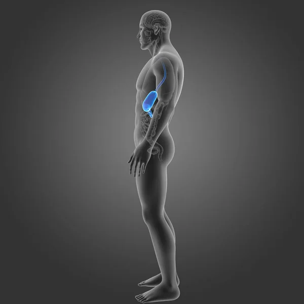 Stomach with organs lateral view — Stock Photo, Image