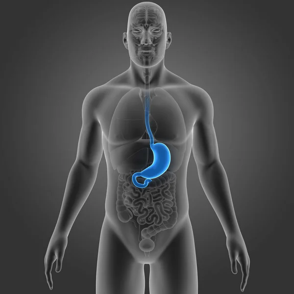 Stomach with organs anterior view — Stock Photo, Image