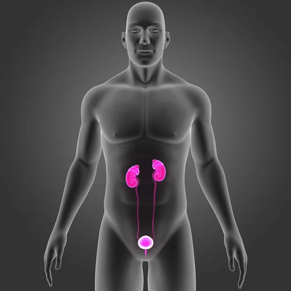 Мочевыделительная система с телом — стоковое фото