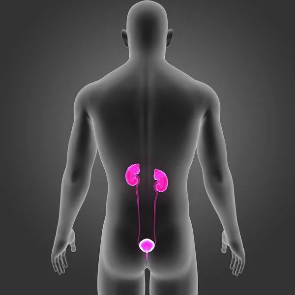 Sistema urinario con cuerpo — Foto de Stock