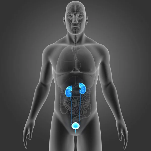 Urinary system with organs — Stock Photo, Image