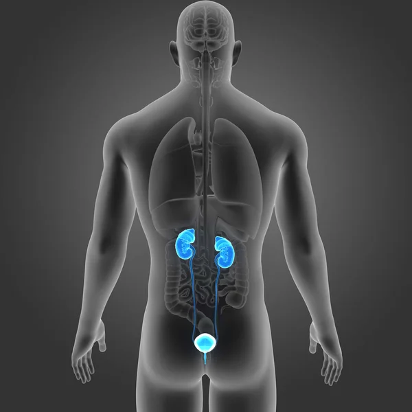 Sistema urinário com órgãos — Fotografia de Stock