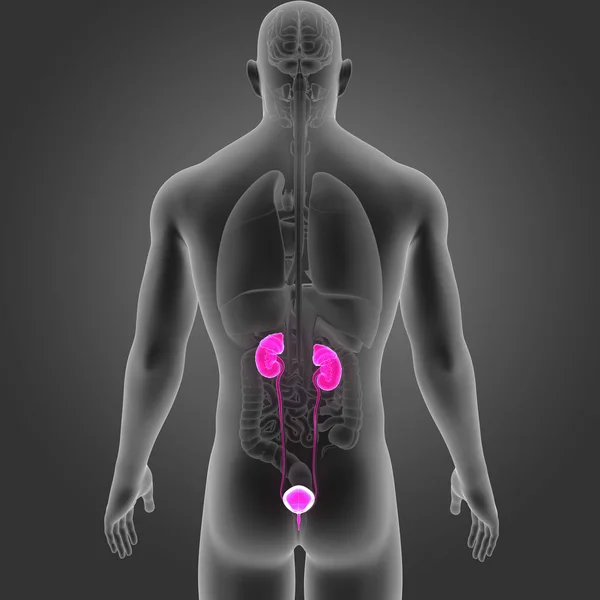 Urinary system with organs — Stock Photo, Image