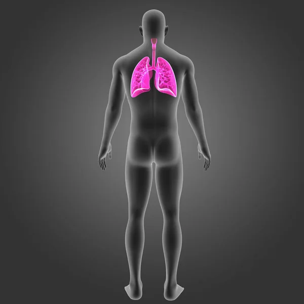 肺与身体后部 — 图库照片