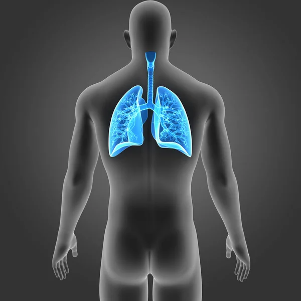 Lungs with body posterior view — Stock Photo, Image