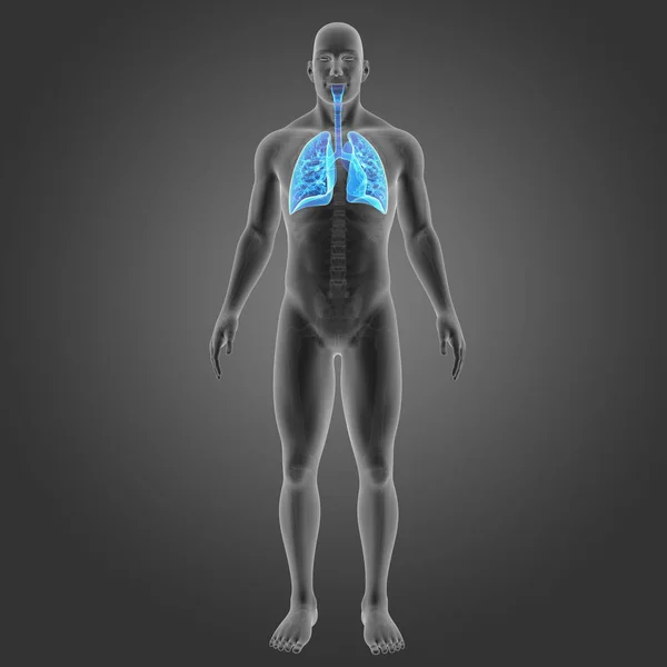 Lungs with skeleton anterior view — Stock Photo, Image