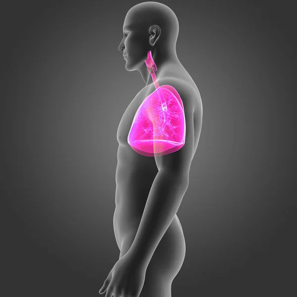 Lungs with body lateral view — Stock Photo, Image