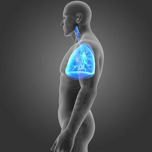 Lungs with skeleton lateral view — Stock Photo, Image